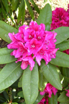 Rododendros